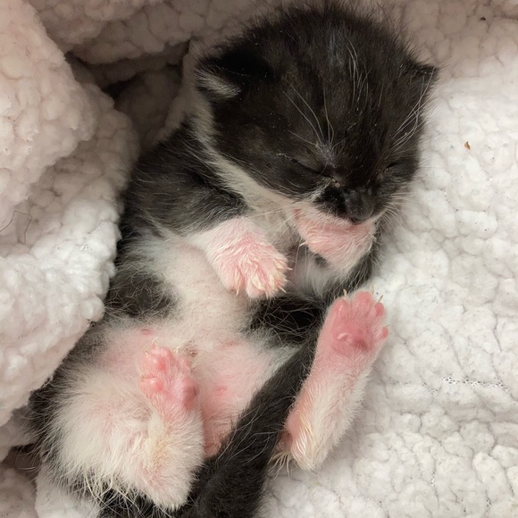 Meet your Posher, Boombilottie Finds - Picture 10 of 15